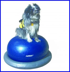 Donut og holder med hund blaa ramme
