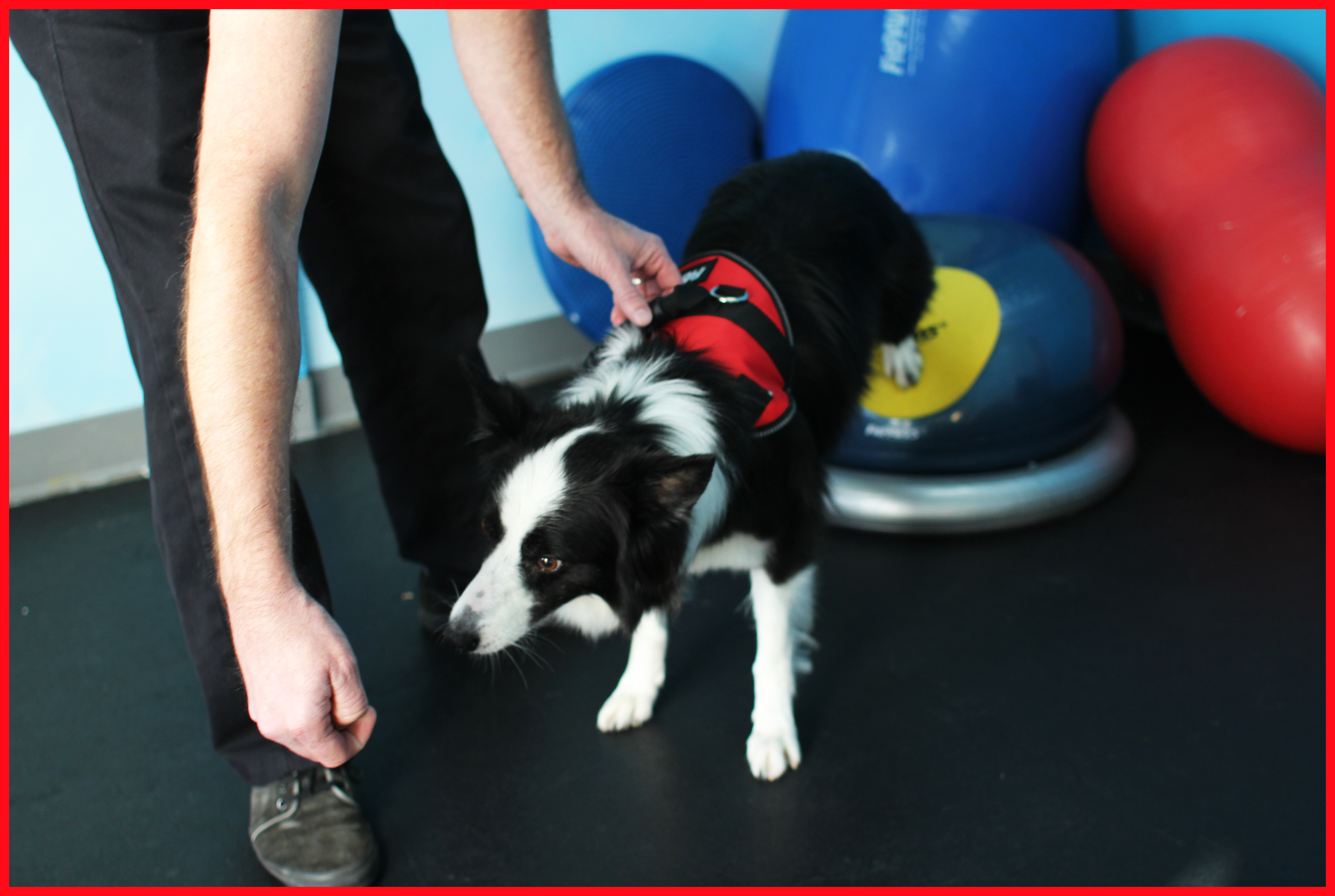 TARGET med hund donut og holder roed ramme FIT FOR CORE