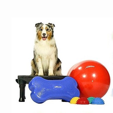 Hundeudstilling Best In lille hund FitPAWS træningsudstyr