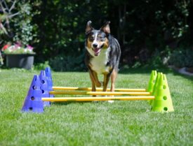 FitPAWS Agility Kit - KEGLER og SPRINGPINDE Fit For Core 689,00