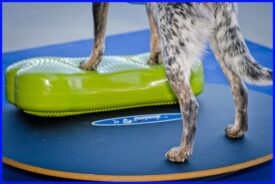 FitPAWS Træningsudstyr til Genoptræning - Fit For Core