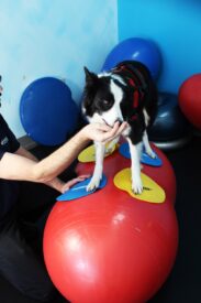 balance core og hunde træning redskaber