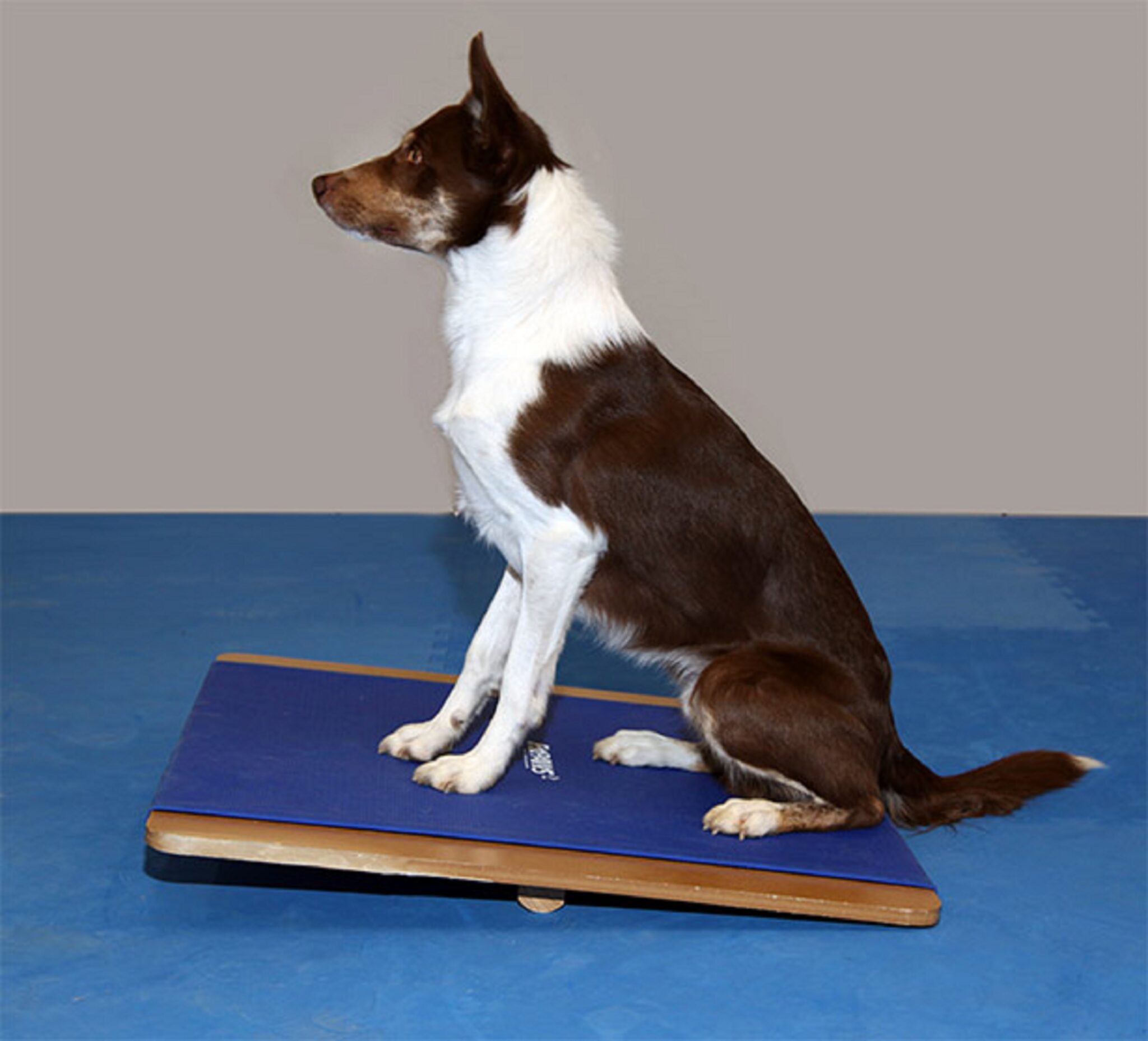 Balance core og hunde træning med din hund. Er de store muskelgrupper